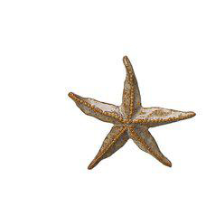 Galia Sjöstjärna, brun ca 9,5cm, se vårt sortiment av heminredning, garn & tyger. Alltid till bra priser.